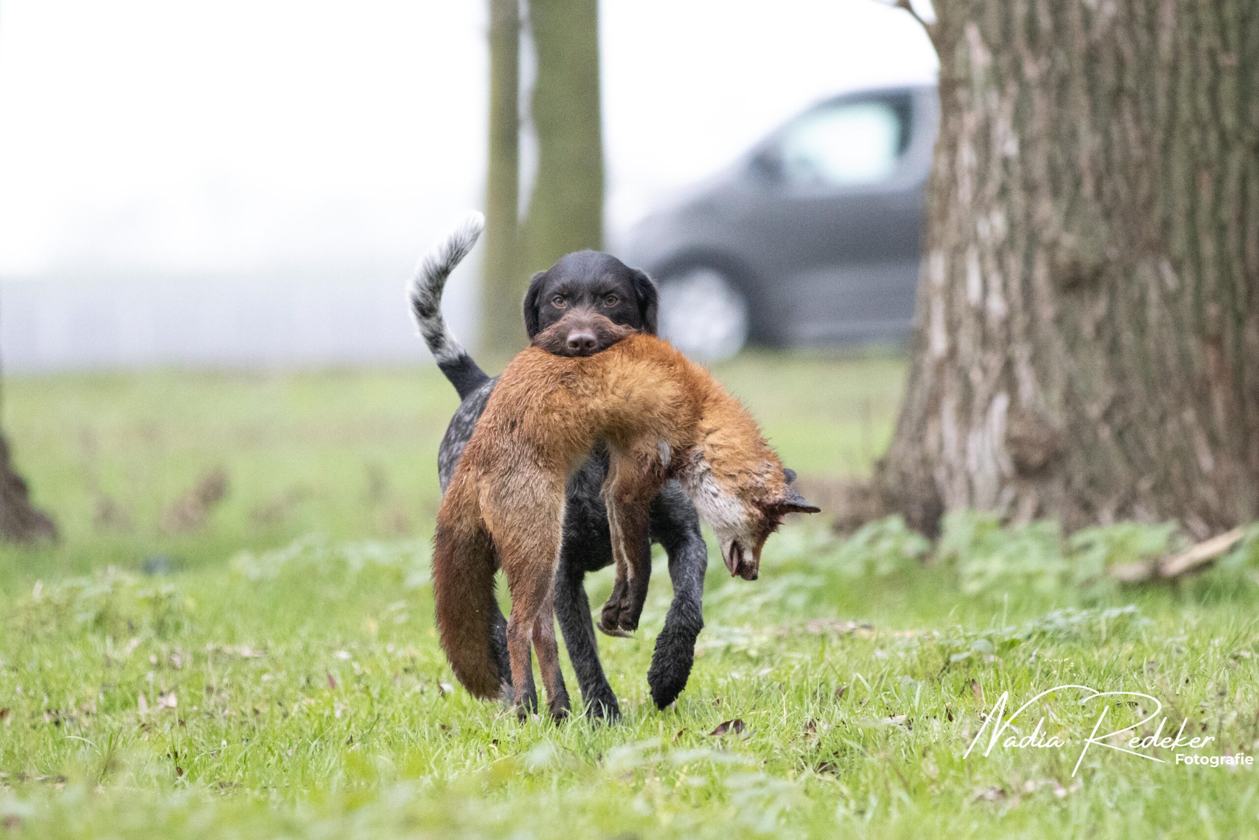 Roofwildproef VVDD in Luyksgestel