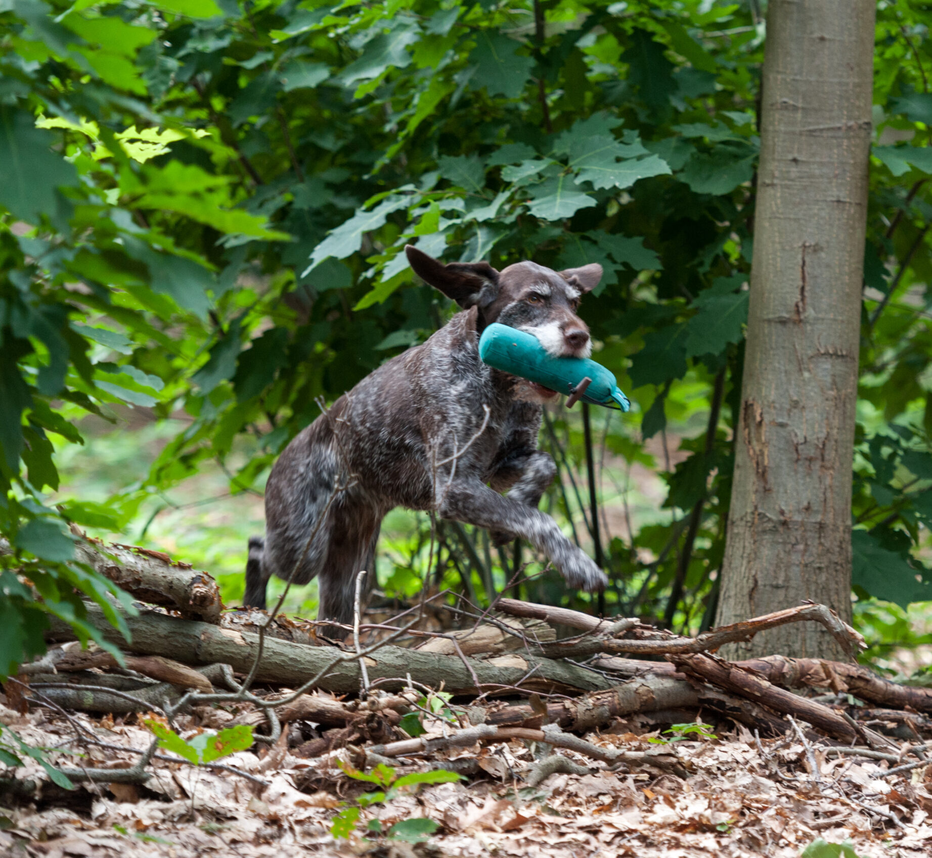 Workingtest voor Staande Honden