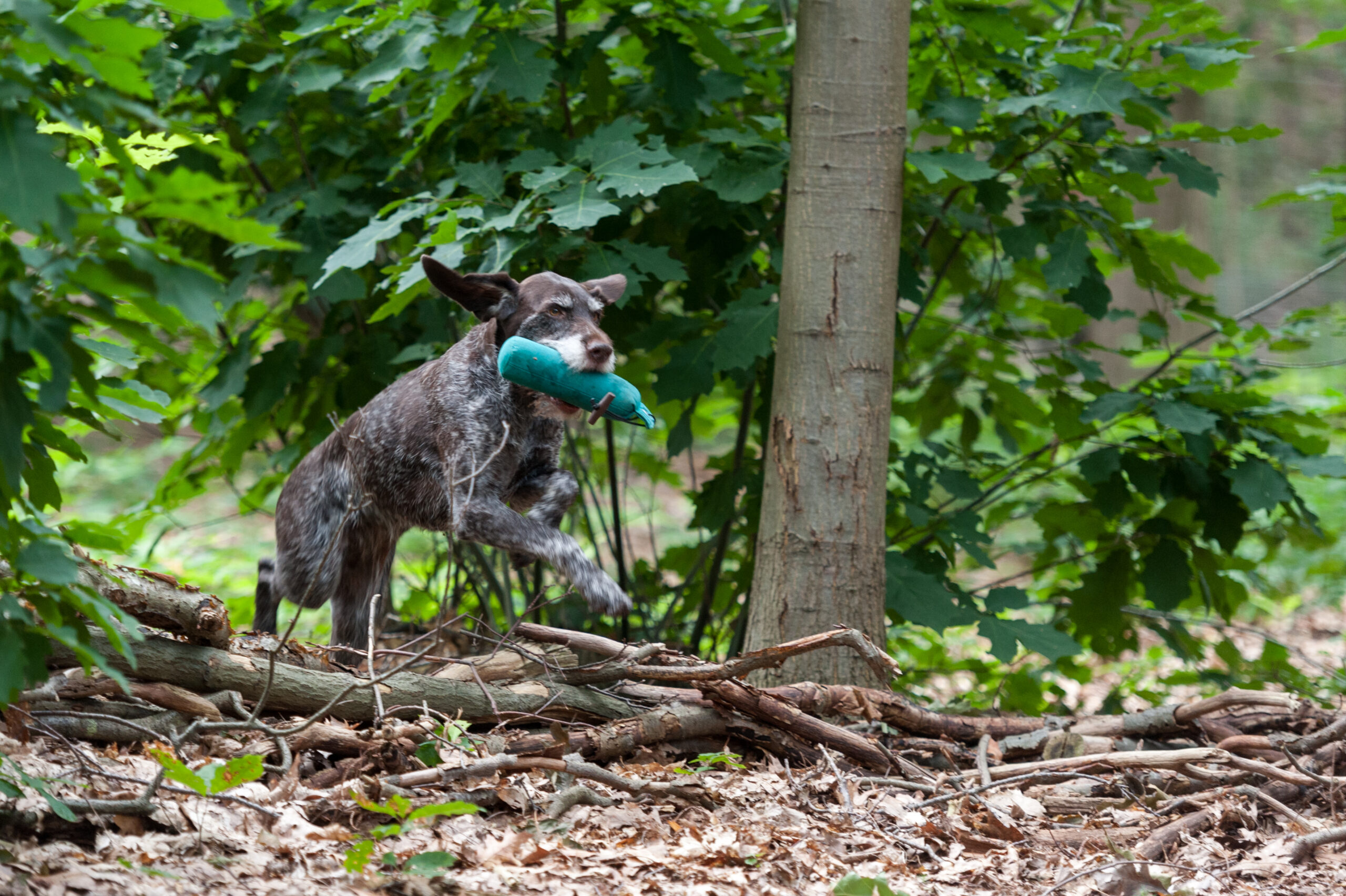 Clubdiploma dag VVDD