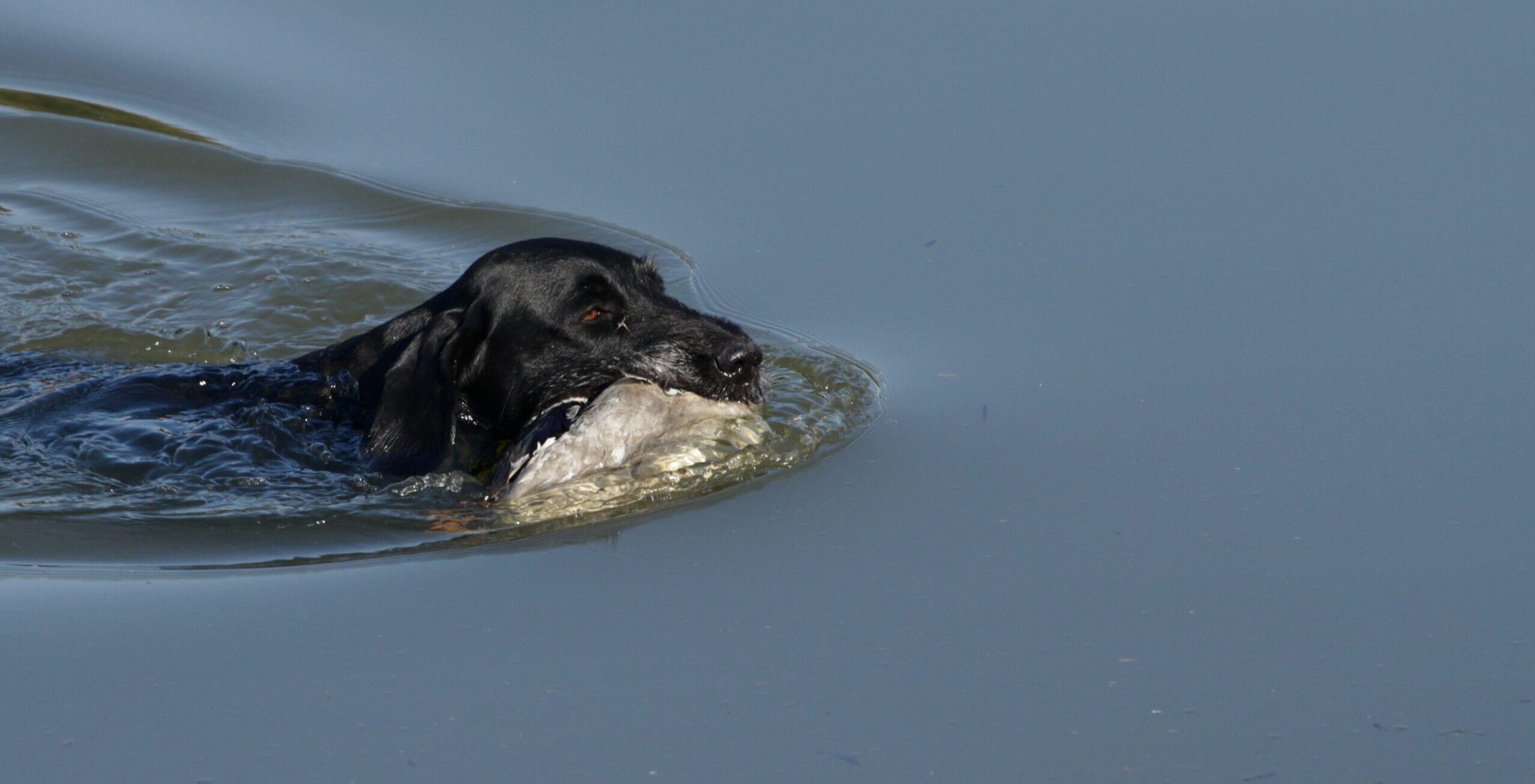 Waterwildproef (nagebootste waterwildjacht)