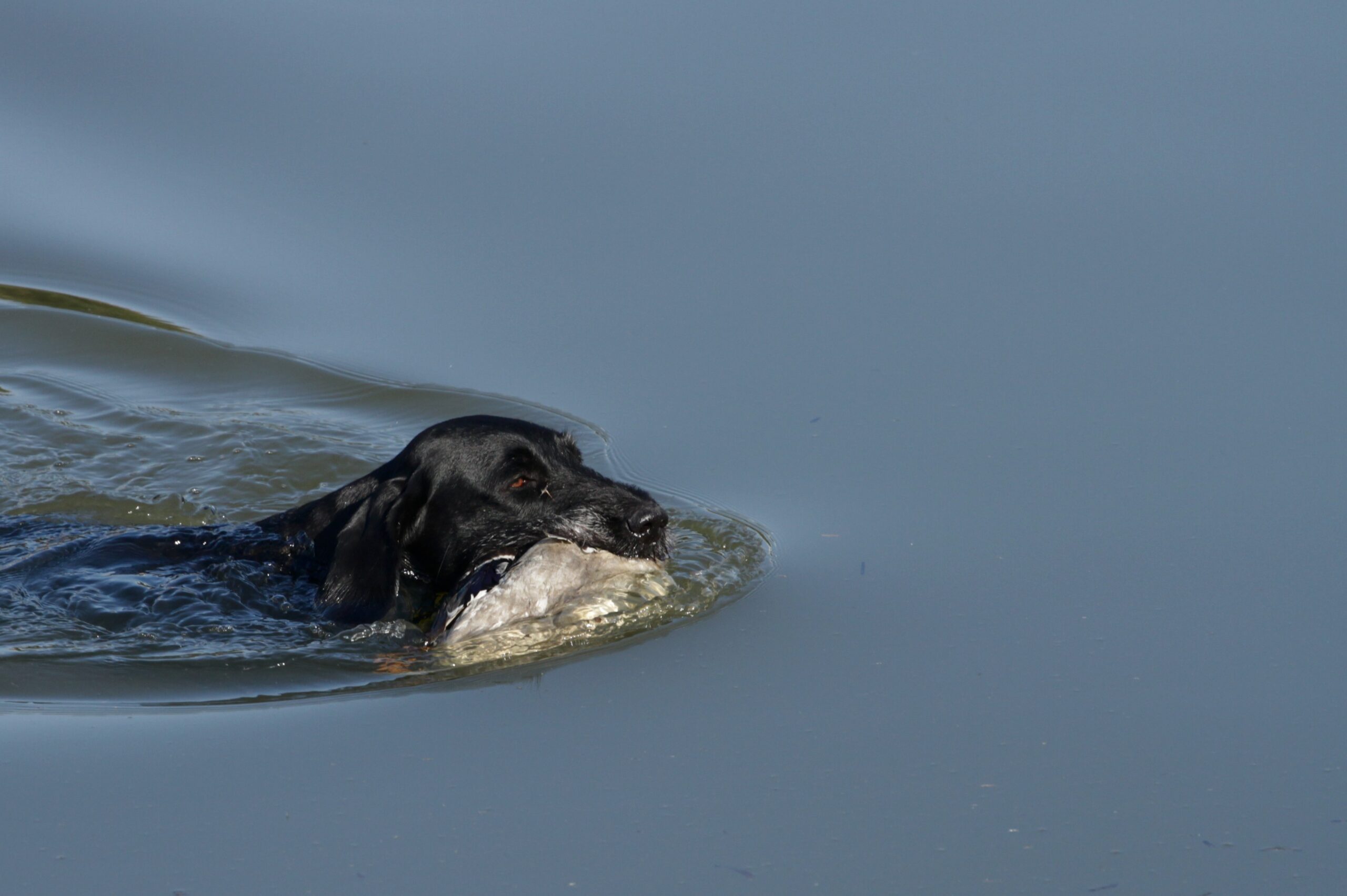 Waterwildproef (nagebootste waterwildjacht)